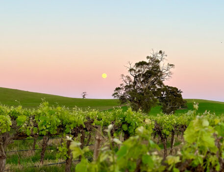 Barossa-Accommodation-BnB-Norms-Farm