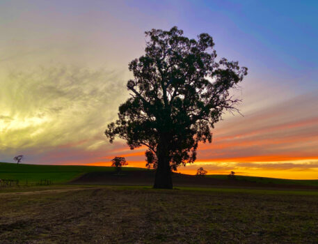 Barossa-Accommodation-BnB-Norms-Farm