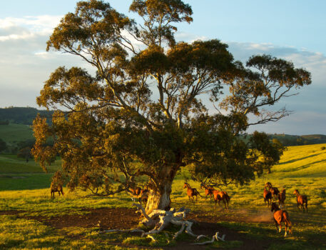 norms-bed-breakfast-accommodation-barossa-valley-farm-stay