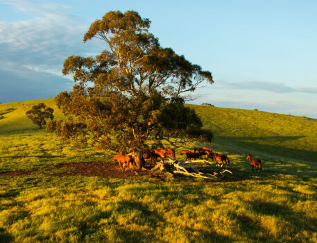 norms-bed-breakfast-accommodation-barossa-valley-farm-stays