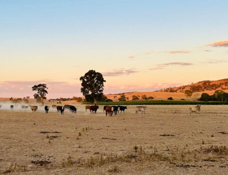 norms-bed-breakfast-accommodation-historic-barossa-farm