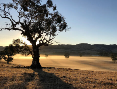 norms-bed-breakfast-accommodation-historic-barossa-homestead